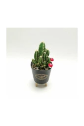 Ayaklı Saksıda Kaktüs Cereus Tetragonus thumbnail 3
