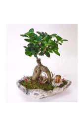 Taş Saksıda Ficus Bonsai Ve Groot thumbnail 3