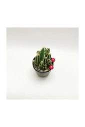 Ayaklı Saksıda Kaktüs Cereus Tetragonus thumbnail 4