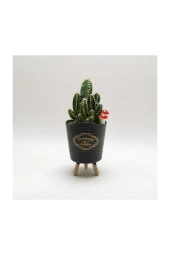 Ayaklı Saksıda Kaktüs Cereus Tetragonus thumbnail 5