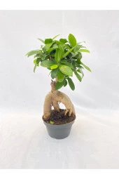 Bonsai Ficus 30 -35 Cm thumbnail 1
