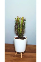 Euphorbia Trigona Rubra thumbnail 1