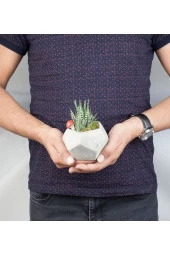 Beşgen Saksıda Haworthia thumbnail 2