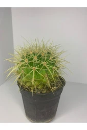 Echinopsis Altın Fıçı thumbnail 1