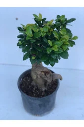Ficus Bonsai Ithal 500 gr thumbnail 2