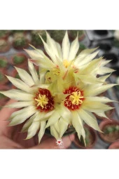 Thelocactus Setispinus Sarı Çiçek Açan Kaktüs Sukulent thumbnail 2