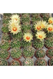 Thelocactus Setispinus Sarı Çiçek Açan Kaktüs Sukulent thumbnail 3