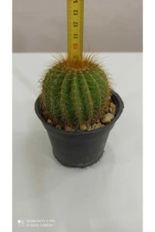 Notocactus Magnificus (parodia Magnifica) thumbnail 2