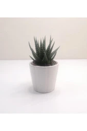 Haworthia Mini Sukulent thumbnail 1
