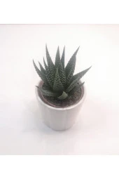 Haworthia Mini Sukulent thumbnail 3