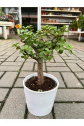 Portulacaria Afra Bonzai thumbnail 1