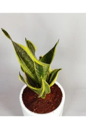 Sansevieria - Paşa Kılıcı thumbnail 2