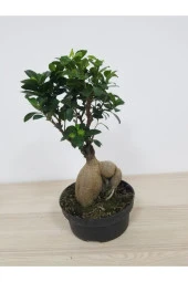 Bonsai thumbnail 3