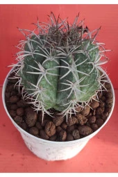 Melocactus Matanzanus thumbnail 1
