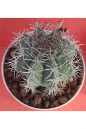 Melocactus Matanzanus thumbnail 2