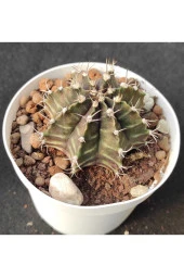 Gymnocalycium Mihanovichii thumbnail 1
