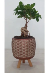 Ayaklı Dekoratif Taş Saksıda Bonsai thumbnail 1