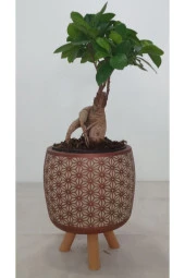 Ayaklı Dekoratif Taş Saksıda Bonsai thumbnail 2