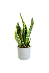 Bodur Paşa Kılıcı - Sansevieria thumbnail 1