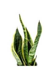 Bodur Paşa Kılıcı - Sansevieria thumbnail 2