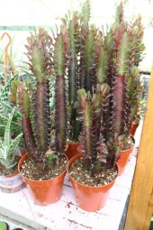 Euphorbia Trigona Red thumbnail 2