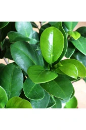 Dekoratif Saksıda Ficus Bonsai thumbnail 2