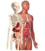 İnsan Anatomisi Bilim ve Oyun thumbnail 3