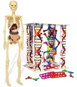 İnsan Anatomisi Bilim ve Oyun thumbnail 2