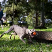 Waboba Tailwind Köpek Oyuncağı Top thumbnail 5