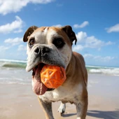 Waboba Tailwind Köpek Oyuncağı Top thumbnail 4