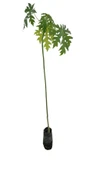 PAPAYA FİDANI 120 CM (2 ADET) thumbnail 2