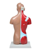 Temel İnsan Vücudu Modeli 27 Cm thumbnail 4