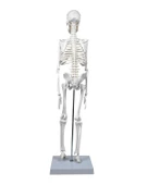 Temel İskelet Modeli 45 Cm thumbnail 3