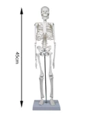 Temel İskelet Modeli 45 Cm thumbnail 4
