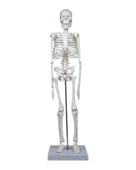 Temel İskelet Modeli 45 Cm thumbnail 1