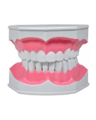 Temel Diş Modeli Fırçalı 12 cm thumbnail 1