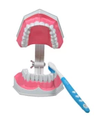 Temel Diş Modeli Fırçalı 12 cm thumbnail 2