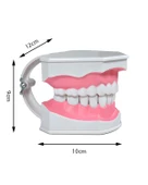 Temel Diş Modeli Fırçalı 12 cm thumbnail 3