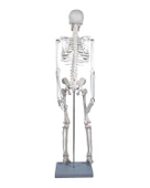 Temel İskelet Modeli 85 Cm thumbnail 2