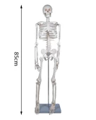 Temel İskelet Modeli 85 Cm thumbnail 5