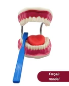 Temel Diş Fırçalama ve Bakım Modeli thumbnail 2