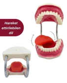 Temel Diş Fırçalama ve Bakım Modeli thumbnail 5