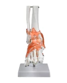 Temel Ayak Eklem Modeli thumbnail 2