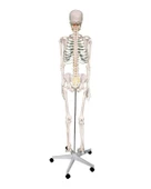 Temel Büyük İskelet Modeli 160 Cm thumbnail 2