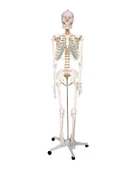 Temel Büyük İskelet Modeli 160 Cm thumbnail 1