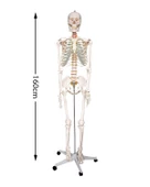 Temel Büyük İskelet Modeli 160 Cm thumbnail 5