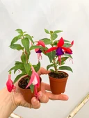 Küpeli Çiçeği Pembe Beyaz 10-20 cm thumbnail 4