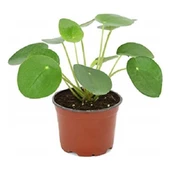 Çin Para Çiçeği Pilea 10-20 Cm thumbnail 2