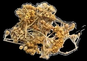 Civan Perçemi 30 Gr, Lokman Aktar thumbnail 1