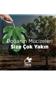 Limon Kolonyası Bidon 1000 ml thumbnail 5
